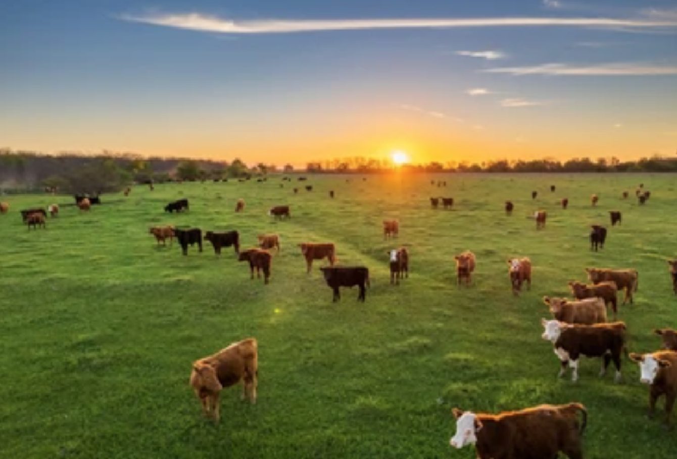 FARM-RAISED BEEF