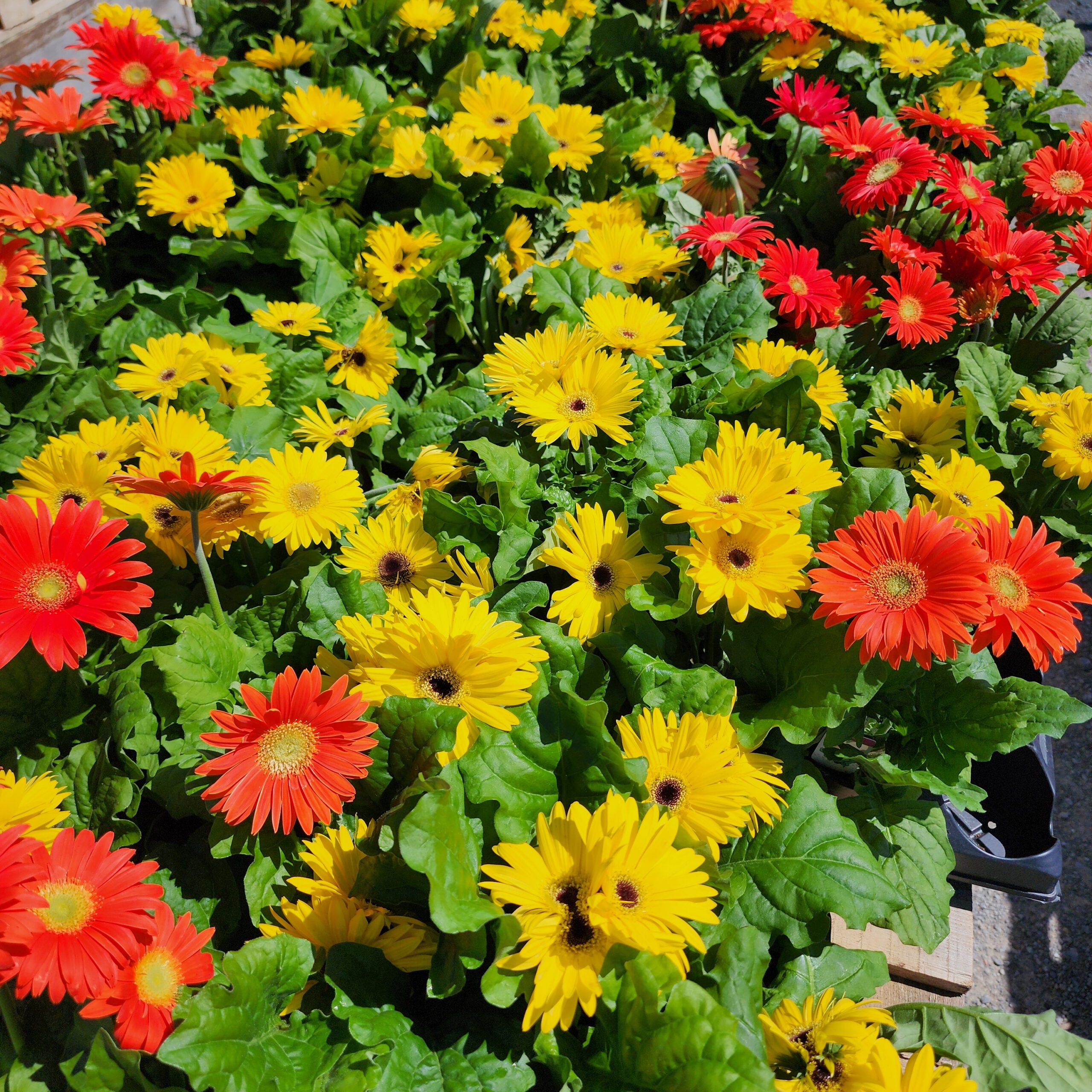Perennials