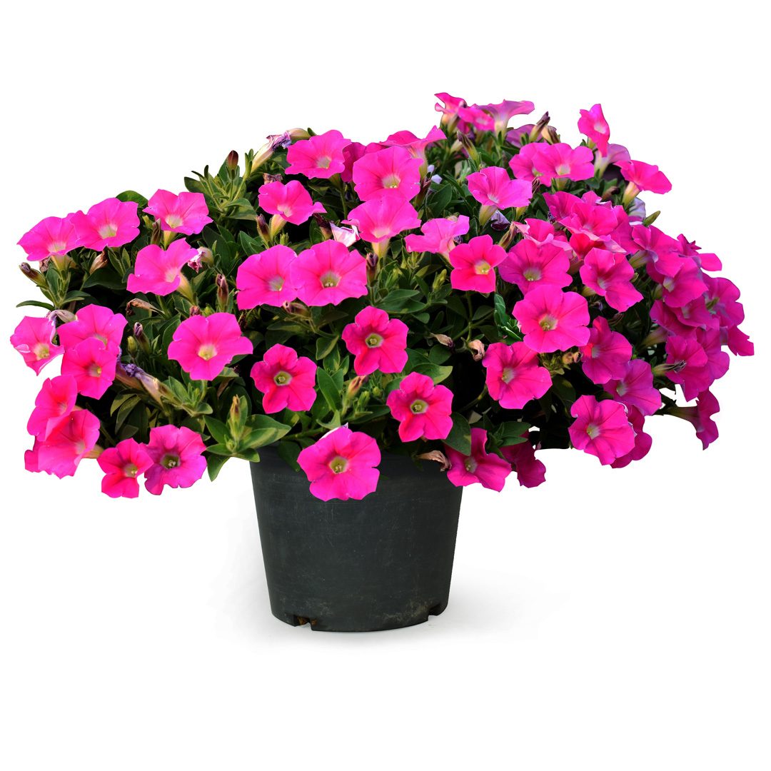 Annuals